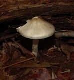 Amanita submaculata image
