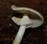 Amanita submaculata image