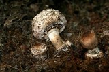 Chlorophyllum rachodes image