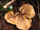 Tapinella atrotomentosa image