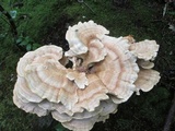 Bondarzewia berkeleyi image