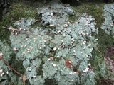 Dibaeis baeomyces image
