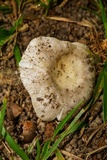 Russula crustosa image