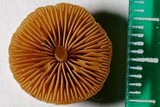 Conocybe rugosa image