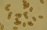Conocybe rugosa image
