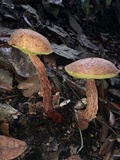 Aureoboletus russellii image