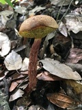 Aureoboletus russellii image