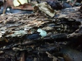 Mycena interrupta image
