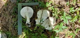 Macrocybe titans image