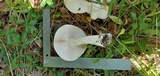 Macrocybe titans image