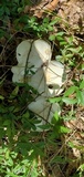 Macrocybe titans image