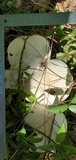 Macrocybe titans image