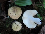 Russula xerampelina image