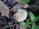 Russula xerampelina image
