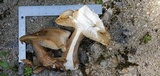Macrocybe titans image