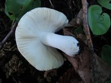 Russula xerampelina image