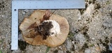 Macrocybe titans image