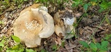 Macrocybe titans image