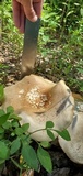Macrocybe titans image