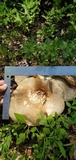 Macrocybe titans image