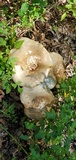 Macrocybe titans image