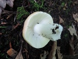 Russula xerampelina image