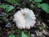 Lactarius subpurpureus image