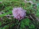 Clavaria zollingeri image