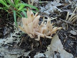 Clavaria fumosa image