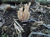 Clavaria fumosa image