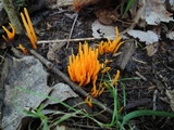 Clavulinopsis amoena image