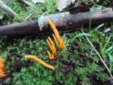 Clavulinopsis amoena image