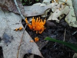 Clavulinopsis amoena image