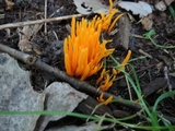 Clavulinopsis amoena image