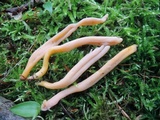 Clavaria argillacea image