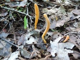 Clavaria argillacea image