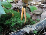Clavaria argillacea image