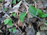 Clavaria argillacea image