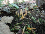 Clavaria argillacea image