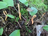 Clavaria argillacea image