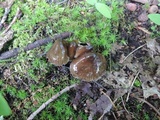 Gliophorus irrigatus image