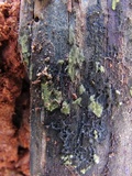 Helicosporium aureum image