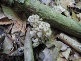 Polyporus umbellatus image