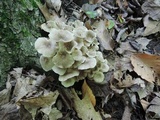 Polyporus umbellatus image