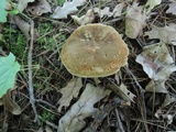 Boletus variipes image