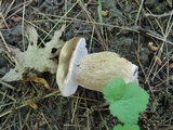 Boletus variipes image