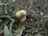 Boletus variipes image