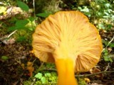 Craterellus lutescens image