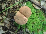 Boletus chrysenteron image