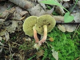 Boletus chrysenteron image